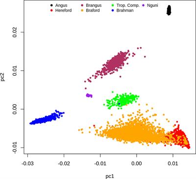 Multiple Country and Breed Genomic Prediction of Tick Resistance in Beef Cattle